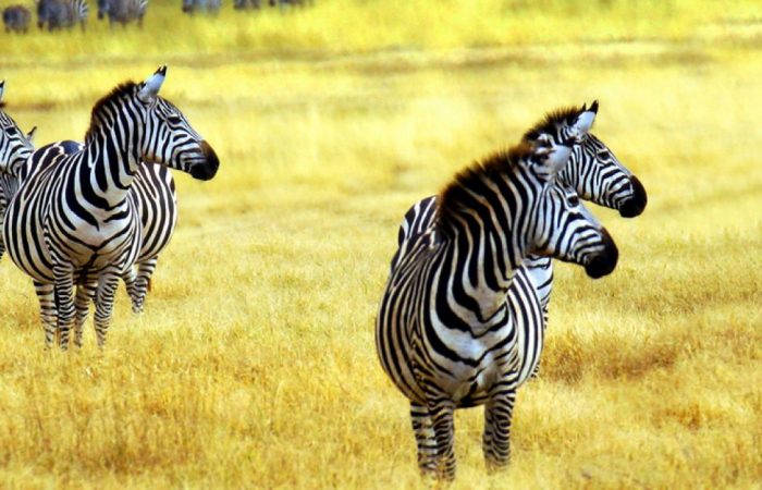 kimptonsafaris.com_zebras_tanzania