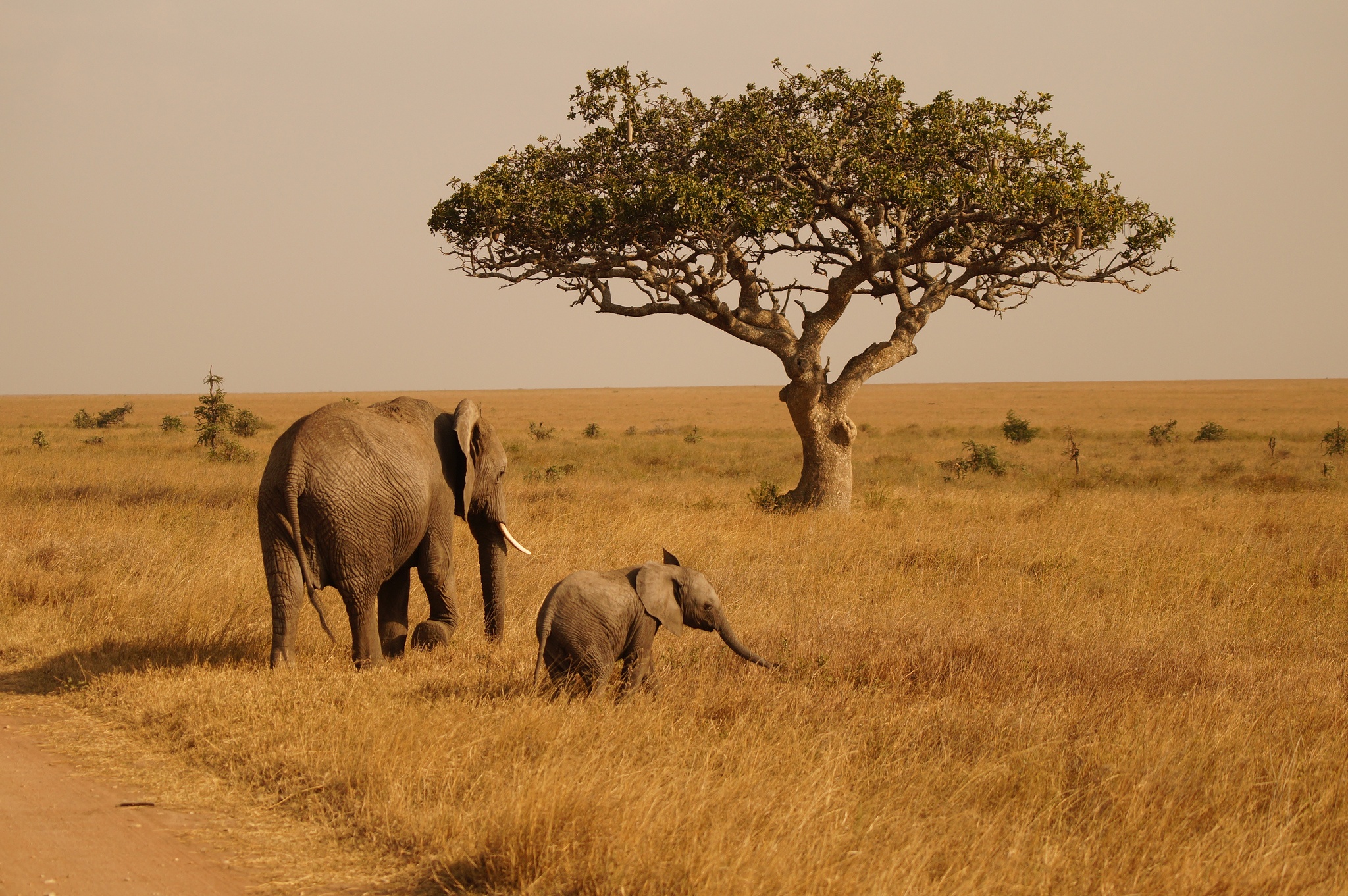 Tanzania - 9 Days in Serengeti, Ngorongoro & Tarangire National Park ...